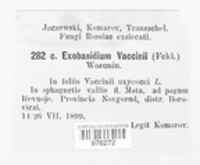 Exobasidium vaccinii image